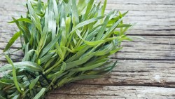 جميع فوائد الطرخون