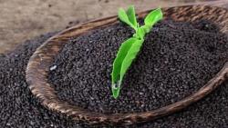 بذور الريحان للحامل