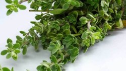 جميع فوائد البردقوش