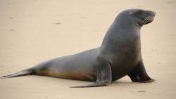 معلومات عن كلب البحر للأطفال وما قيمته الغذائية